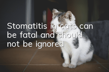 Stomatitis in cats can be fatal and should not be ignored!