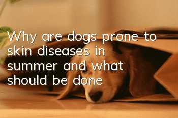 Why are dogs prone to skin diseases in summer, and what should be done?