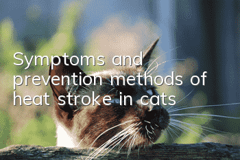 Symptoms and prevention methods of heat stroke in cats