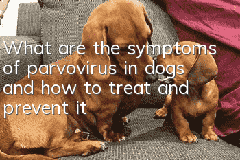 What are the symptoms of parvovirus in dogs and how to treat and prevent it?