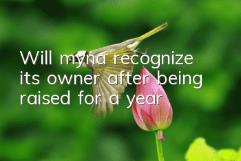 Will myna recognize its owner after being raised for a year?
