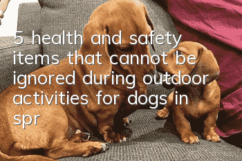 5 health and safety items that cannot be ignored during outdoor activities for dogs in spring