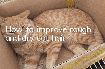 How to improve rough and dry cat hair?