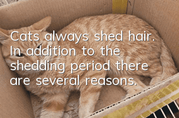 Cats always shed hair. In addition to the shedding period, there are several reasons.