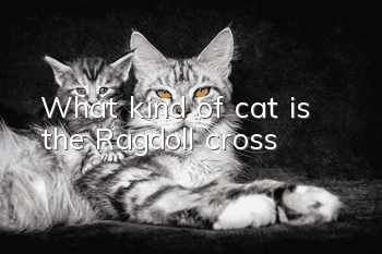What kind of cat is the Ragdoll cross?