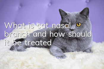 What is cat nasal branch and how should it be treated?