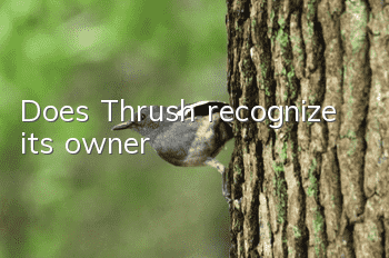 Does Thrush recognize its owner?