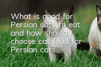 What is good for Persian cats to eat, and how should I choose cat food for Persian cats?
