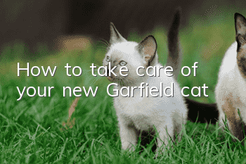 How to take care of your new Garfield cat?