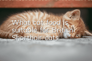 What cat food is suitable for British Shorthair cats?