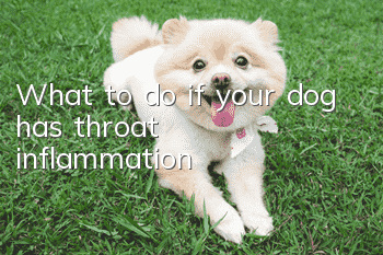 What to do if your dog has throat inflammation
