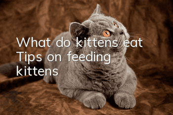What do kittens eat? Tips on feeding kittens!