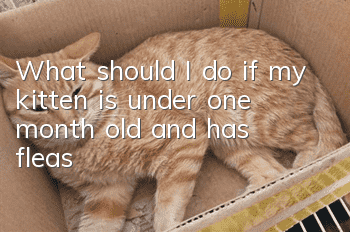 What should I do if my kitten is under one month old and has fleas?