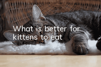 What is better for kittens to eat?