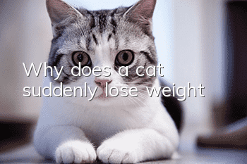 Why does a cat suddenly lose weight?