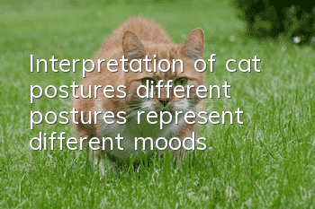 Interpretation of cat postures: different postures represent different moods
