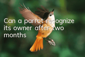 Can a parrot recognize its owner after two months?