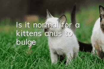 Is it normal for a kitten’s anus to bulge?