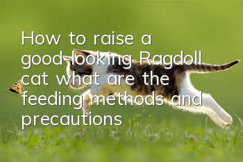 How to raise a good-looking Ragdoll cat, what are the feeding methods and precautions?