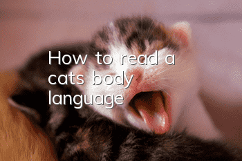 How to read a cat's body language?