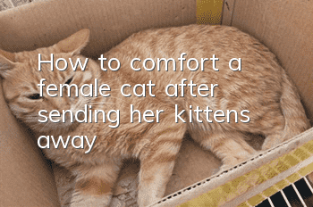 How to comfort a female cat after sending her kittens away