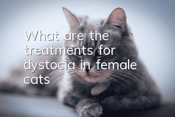 What are the treatments for dystocia in female cats?