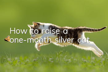 How to raise a one-month silver cat