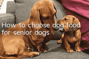 How to choose dog food for senior dogs