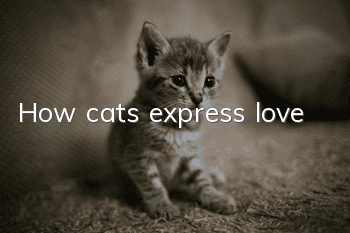 How cats express love
