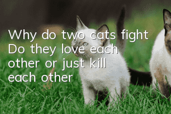 Why do two cats fight? Do they love each other or just kill each other?