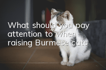 What should you pay attention to when raising Burmese cats?