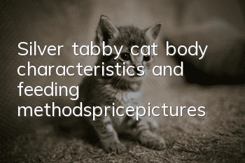 Silver tabby cat body characteristics and feeding methods_price|pictures
