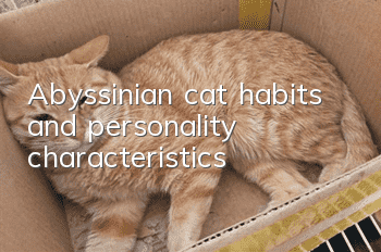 Abyssinian cat habits and personality characteristics