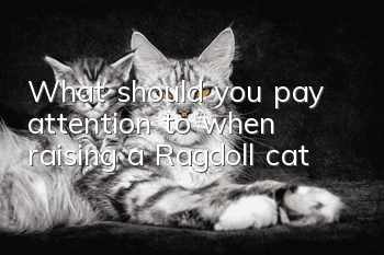 What should you pay attention to when raising a Ragdoll cat?