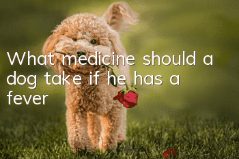 What medicine should a dog take if he has a fever?