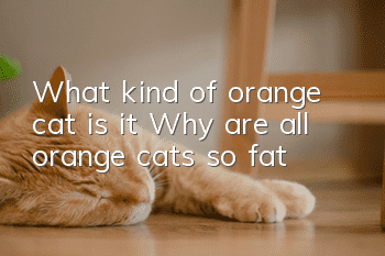 What kind of orange cat is it? Why are all orange cats so fat?