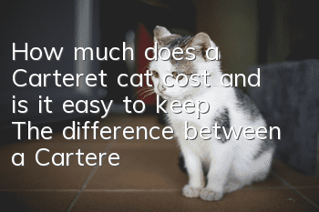 How much does a Carteret cat cost and is it easy to keep? The difference between a Carteret cat and a British Shorthair cat
