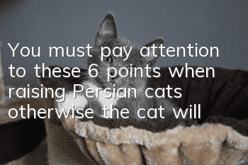 You must pay attention to these 6 points when raising Persian cats, otherwise the cat will easily get sick.