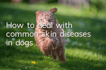 How to deal with common skin diseases in dogs