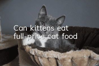 Can kittens eat full-price cat food?