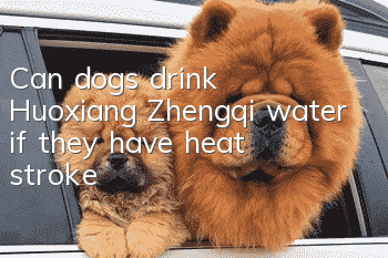 Can dogs drink Huoxiang Zhengqi water if they have heat stroke?