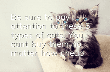 Be sure to pay attention to these 5 types of cats. You can’t buy them no matter how cheap they are.