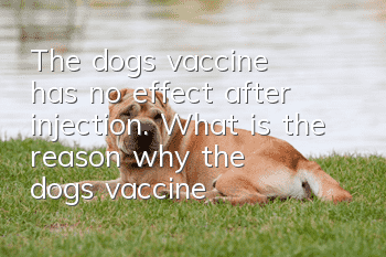 The dog's vaccine has no effect after injection. What is the reason why the dog's vaccine immunity fails?
