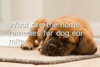 What are the home remedies for dog ear mites?