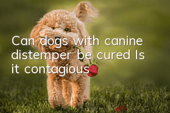 Can dogs with canine distemper be cured? Is it contagious?
