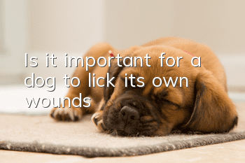 Is it important for a dog to lick its own wounds?