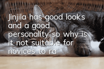 Jinjila has good looks and a good personality, so why is it not suitable for novices to raise?