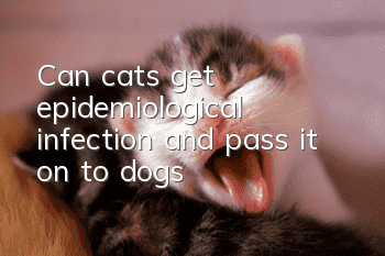 Can cats get epidemiological infection and pass it on to dogs?