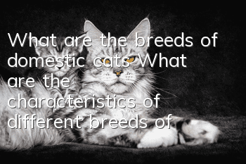 What are the breeds of domestic cats? What are the characteristics of different breeds of domestic cats?