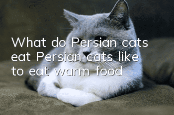 What do Persian cats eat? Persian cats like to eat warm food